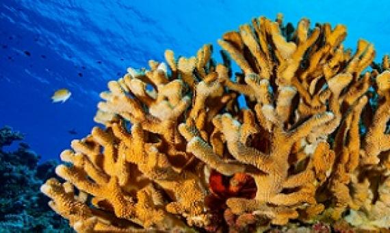 Pocillopora grandis, a coral species photographed in the Rongelap Atoll in the Pacific Ocean. Credit - Greg Asner