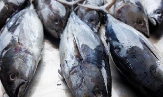 The majority of the world’s skipjack tuna — also known as bonito — is fished from the waters shared by Palau, Kiribati and neighboring Pacific Island nations (Courtesy photo)