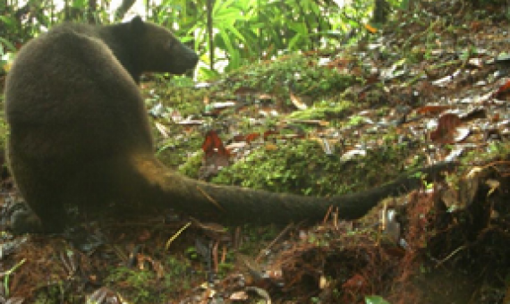 Camera trap images of tenkiles. Image courtesy of the Tenkile Conservation Alliance.