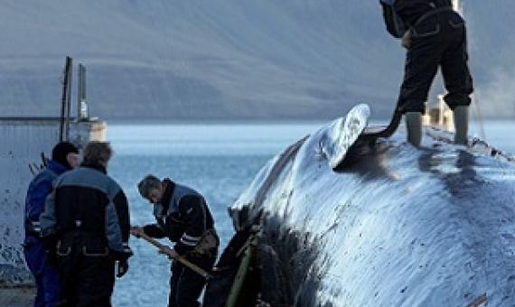 Scientists around the world work with samples collected by commercial whalers. Photo by Arctic Images/Alamy Stock Photo