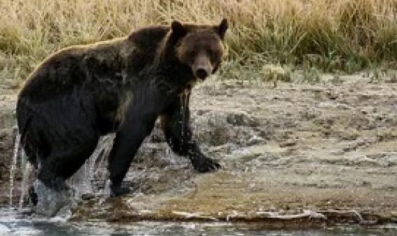 A grizzly bear exits Pelican creek at Yellowstone national park in Wyoming. Photograph: Karen Bleier/AFP/Getty Images