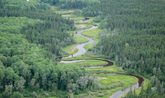 The Broadback Watershed contains some of the last old-growth boreal forest in the Waswanipi Cree territory.(Josué Bertolino/© Josué Bertolino / Greenpeace)