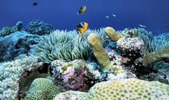 Palau's coral reefs. Credit - www.coralreefs.net