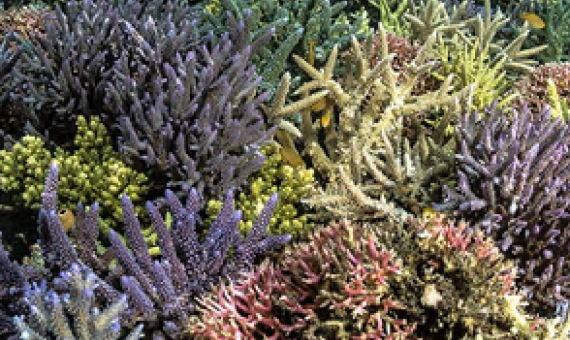 healthy and intact coral reef