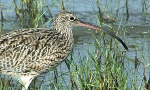 A far eastern curlew. Image by Michelle Ward.