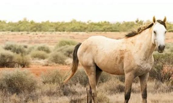 Feral horses cause extensive damage to fragile ecosystems. Shutterstock