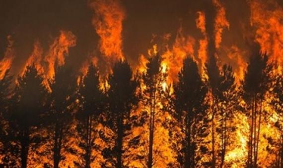 The Dunn’s Road fire burns pine trees near Maragle, New South Wales, on 10 January. Credit: Matthew Abbott/New York Times/Redux/eyevine