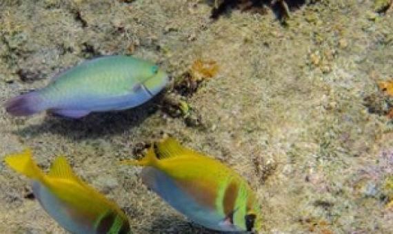 A parrotfish (Scarus rivulatus) and a pair of rabbitfish (Siganus virgatus) dine together on algae in a coral reef in Thailand. Credit: Mike Gil
