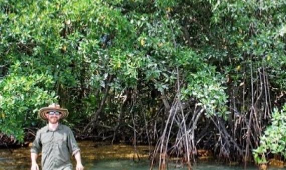Steve Canty emerging from a cay dominated by red mangroves in Belize. (Loraé Simpson, University of Alabama)