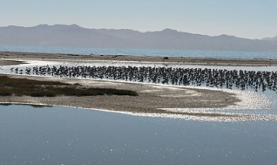Bar-tailed godwits and pied stilts; seen from the old hide. credit - creative commons