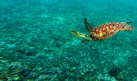 Sea turtle diving over coral. photo credit - SPREP