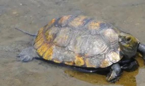 Japan’s own native, endangered species are also being negatively impacted by the international pet trade, including its turtle species, the study found (Getty Images/iStockphoto)