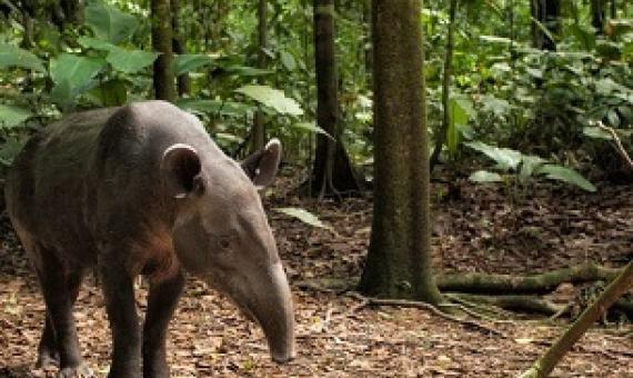 A Baird’s tapir forages in a rainforest in Corcovado National Park in Costa Rica. GREG BASCO/MINDEN PICTURES