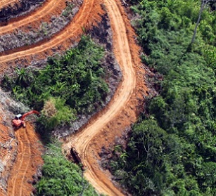 Illegal clearing for agriculture is driving tropical deforestation. Credit - www.mongabay.com