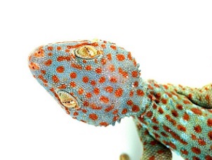 The Tokay gecko is a species native to Southeast Asia, where a large percentage of traded reptiles come from (Auscape/Universal Images Group via Getty Images)