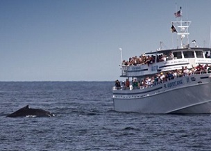 A whale watching tour off the coast of Massachusetts. Photo: Matthew Ferrell/Flickr CC