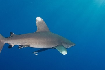 Oceanic white tip shark. source - https://www.oceanographicmagazine.com/
