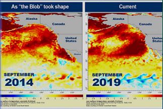 graphic showing heating increase of pacific ocean. NOAA