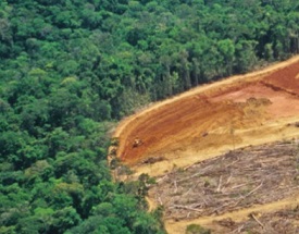 Habitat loss and such human encroachment as this clear-cutting in the Amazon (shown) are a major threat to biodiversity worldwide. The United Nations is drafting an ambitious new set of conservation targets to safeguard species and prevent further losses.  LUOMAN/E+/GETTY IMAGES PLUS