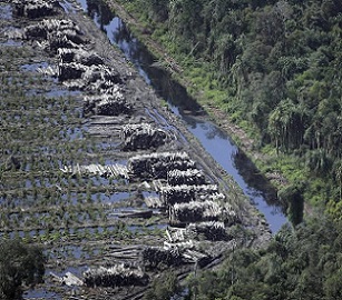 Acacia logs lie adjacent to a natural forest on Sumatra island, Indonesia. The country’s rainforests are a prime focus for conservation efforts. Credit - Associated Press