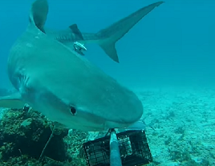 Sharks ‘functionally extinct’ from one in five coral reefs. Source - https://www.sciencemag.org/