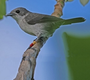 An adult kakerori with typical grey pluamge. Photo: Marcus Lawson