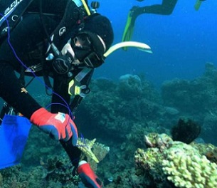 coral reefs being surveyed. Credit - Australian Institute of Marine Science (AIMS)