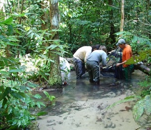 The researchers sampled freshwater species such as fish, dragonflies and caddisflies at their two sites in Brazil. Fieldwork pictured here in Santarém, Pará. Image by Sustainable Amazon Network.