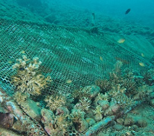 Failed artificial reef and coral gardening projects show fragments of abandoned dead corals. Credit - Jonathan L Mayuga/ www.businessmirror.com.ph