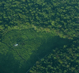 An aerial view of a clearing in a forest in Indonesia’s Sumatra island, August 5, 2010. Photo: Reuters/Beawiharta