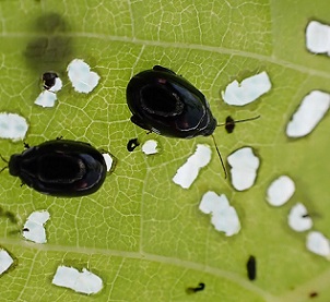 Two days after the beetles were released, there are signs of damage on the leaves of African tulip trees. 21061018