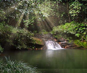 A rainforest in Borneo. Photo by Rhett A. Butler/Mongabay.
