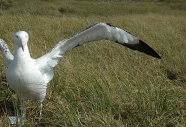 Antipodean albatross Photo: Southern Seabird Solutions Trust