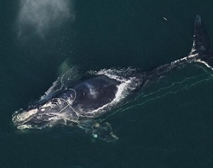 A North Atlantic right whale swims with a fishing net tangled around her head December 30, 2010 off the coast off Daytona Beach, Florida. source - CNN.com