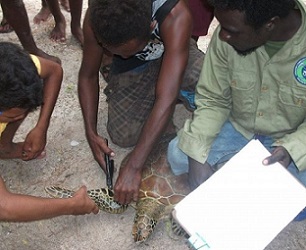 Tagging a turtle before releasing it into the sea. credit - solomonstarnews.com