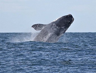 Conservation groups file petition calling for gear ban to protect right whales. Credit - Chris Chase