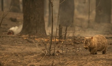 Animals that survive the fires, like this wombat pictured in New South Wales, will struggle to find food and shelter.Credit: Wolter Peeters/The Sydney Morning Herald/Getty