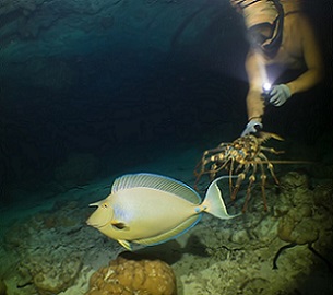 A lobster diver at night watches a sleeping unicornfish (ume) swim past. PHOTO: KIRBY MOREJOHN. 21031914