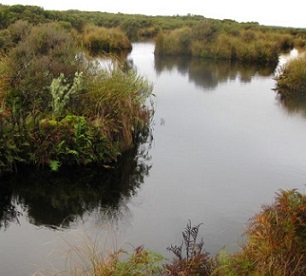 Awarua wetland, New Zealand. Credit - https://www.wetlandtrust.org.nz/