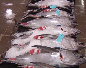 Bigeye tuna. source - https://www.seafoodsource.com/