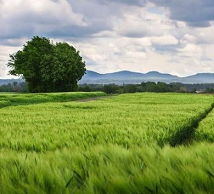 Promoting biodiversity-friendly landscapes: Beyond organic farming. Credit: Pixabay/CC0 Public Domain