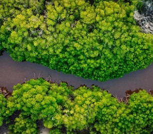 The blurring of lines between climate and biodiversity policy is witnessed in coastal areas where mangrove forests are present. Image: Mohmed Nazeeh on Unsplash