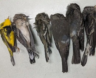 Some of the dead birds found by biologists from New Mexico State University. The majority are long-distance migrants such as swallows, flycatchers and warblers. Photograph: Allison Salas/New Mexico State University