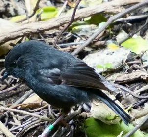Conservationist Susan Thorpe says that in a recent consultation on the black robin’s survival, no idea was considered ‘too crazy’. Photograph: Jess MacKenzie