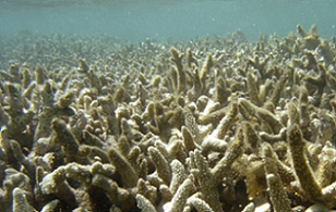 bleached corals, Hawaii. Source - https://gritdaily.com/