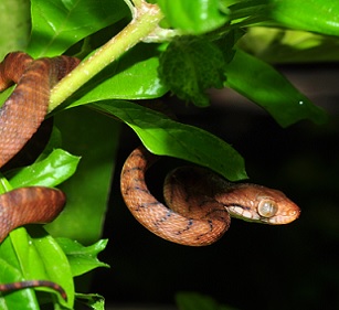 Brown tree snake (Boiga ireggularis). Credit - wikipedia.com