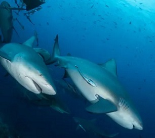 Bull shark in Fiji. A recent study has shown that bull sharks can form preferences for other shark ‘friends’. Photograph: Tom Vierus