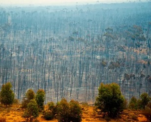 Bush fire devastation in Australia. The country is near the top of Swiss Re’s index of risk to biodiversity and ecosystem services. Photograph: Adwo/Alamy