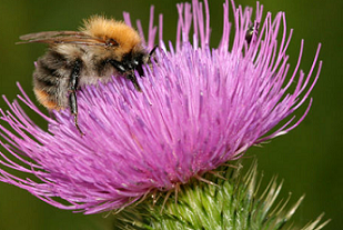 bee pollinating a flower