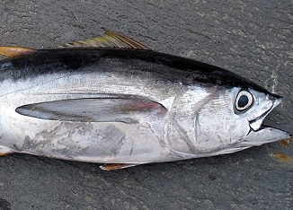 bigeye tuna. Public Domain